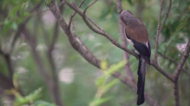 4K, A Grey Treepie, nam-ı diğer Himalaya sarmaşığı, Taipei şehrindeki bir orman parkının dalına tünemiş ve dinleniyordu. Dendrocitta formosae Tayvan 'ın hepçil bir kuşudur.