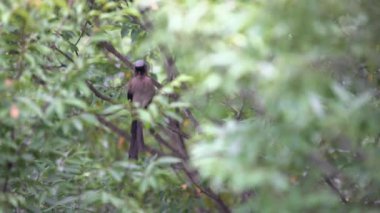 4K, A Grey Treepie, nam-ı diğer Himalaya sarmaşığı, Taipei şehrindeki bir orman parkının dalına tünemiş ve dinleniyordu. Dendrocitta formosae Tayvan 'ın hepçil bir kuşudur.