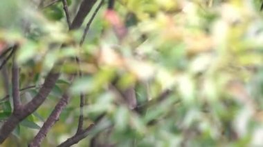 Himalaya sarmaşığı olarak da bilinen Gri Treepie, Taipei şehrindeki bir orman parkının dalına tünemiş ve dinleniyordu. Dendrocitta formosae Tayvan 'ın hepçil bir kuşudur.