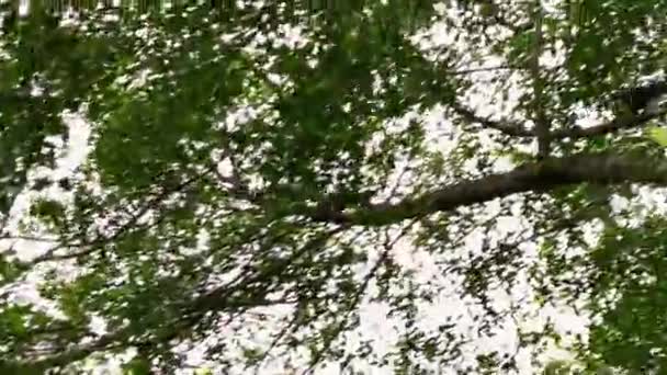 Белка Паллас Бегает Прыгает Между Ветвями Верхних Деревьев Лесном Парке — стоковое видео