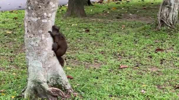 Een Schattige Pallas Eekhoorn Hebben Seks Boom Van Een Park — Stockvideo