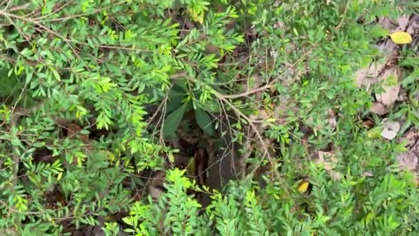 かわいいパラスリスがキスをし合っています 台北公園の森で春の日に2匹の野生のリス 4月台湾で見られる Dan — ストック動画