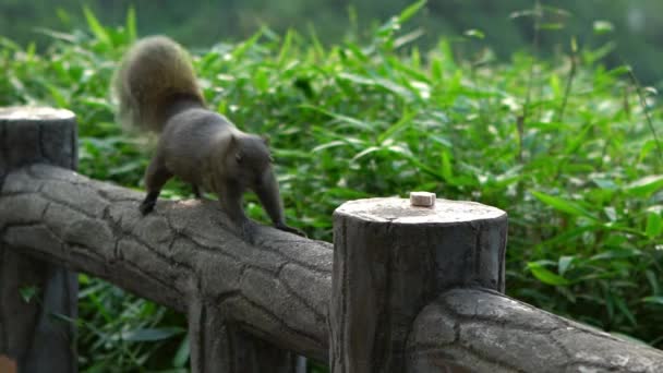 Powolny Ruch Ślicznej Wiewiórki Pallas Jedzenie Płocie Górskiego Lasu Taipei — Wideo stockowe