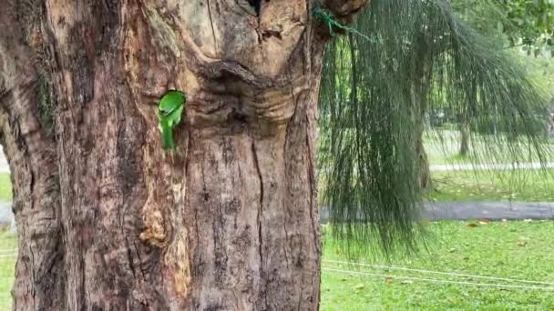 Taiwan Barbet Fazer Ninho Uma Árvore Parque Florestal Cidade Taipei — Vídeo de Stock