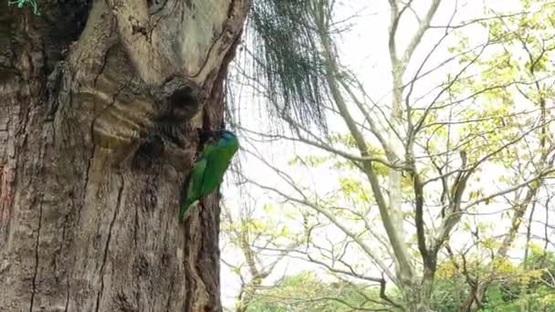 Taiwan Barbet Fészket Rak Egy Erdőparki Fára Taipei Városában Müller — Stock videók