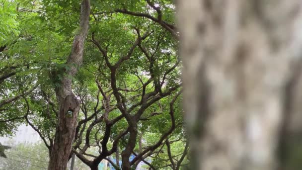 Две Птицы Тайвань Барбет Борются Оборону Гнездо Дереве Лесопарка Городе — стоковое видео