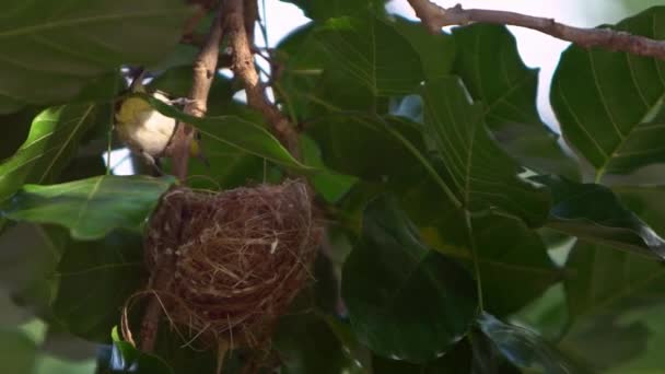 Cute Asian Warbling White Eye Resting Nest Adult Japanese Mejiro — Stock Video