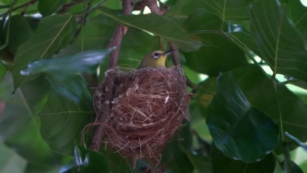 Cute Asian Warbling White Eye Resting Nest Adult Japanese Mejiro — Stock Video