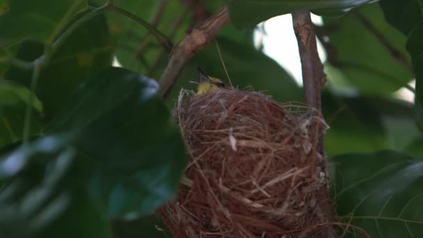 可愛いアジア人のスローモーション巣の上に白い目が眠っています 台北市の木の公園の枝に大人の日本人Mejiro休憩 台湾の春の日に営巣する鳥 Dan — ストック動画