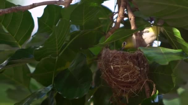 一只可爱的亚洲战神白眼在巢穴上休息 动作缓慢 台北市一个森林公园的树枝上躺着一个日本成年人的Mejiro 春天的一天 鸟儿在春天筑巢 — 图库视频影像