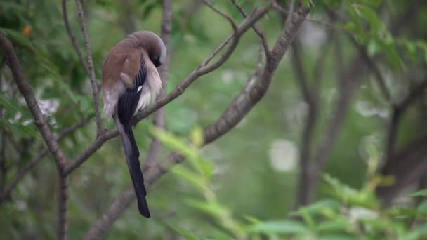 Arbre Gris Également Connu Sous Nom Arbre Himalayen Reposant Perché — Video