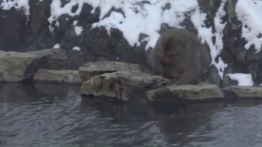 Jigokudani Maymun Parkı ziyaretçilere, Japon kar maymunlarının doğal kaplıcaların yanında yemek yediklerini görme deneyimi sunuyor. Makakların kışın toplandığı insan yapımı ılık su havuzu.