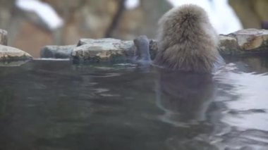 Japon kar maymunu kışın açık havada banyo yapar ve kaplıcalarda dinlenir. Jigokudan Park, Nakano, Japonya 'da bulunan sıcak bir havuza giren vahşi bir maymun. - Dan.