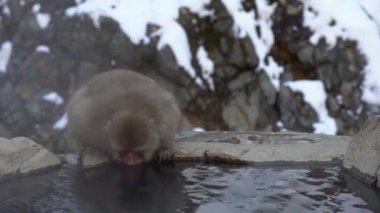 Japon kar maymunu kışın onsen kaplıcalarında su içer. Jigokudan Park, Nakano, Japonya 'da sıcak havuzda vahşi bir macaque. Macaca fuscata kış mevsiminde Dan Dağı 'nda su içer.