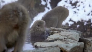Kar maymunu Japon kırmızı surat portresi soğuk suda sis ve karla birlikte. Nagano 'nun doğal onsen kaplıcalarında Macaca fuscata banyosu. Doğa habitatındaki hayvan, Hokkaido, Japonya.