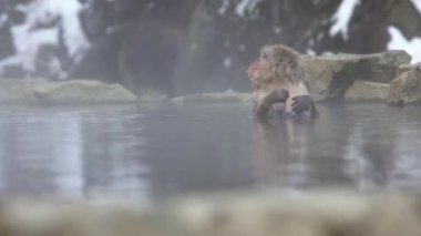 Japon kar maymunu kışın açık havada banyo yapar ve kaplıcalarda dinlenir. Jigokudan Park, Nakano, Japonya 'da bulunan sıcak bir havuza giren vahşi bir maymun. - Dan.