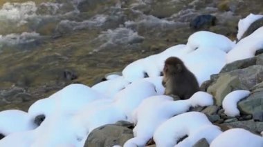 Japon kar maymunu kış mevsiminde karlı dağ nehrinin yanında. Jigokudan Park, Nakano, Japonya 'da bulunan vahşi bir macaque. Su kenarındaki Macaca fuscata...