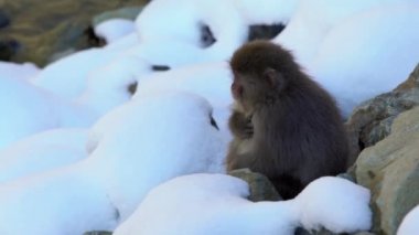 Japonya 'nın Nagano kentindeki Karlı Dağ' ın doğal nehrinin yanındaki ünlü kar maymunları. Japon Makaklar kış mevsiminde deniz kenarında otururlar. Macaca fuscata-Dan
