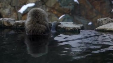 Kar maymunu Japon kırmızı surat portresi soğuk suda sis ve karla birlikte. Nagano 'nun doğal onsen kaplıcalarında Macaca fuscata banyosu. Doğa habitatındaki hayvan, Hokkaido, Japonya.
