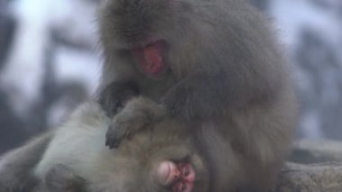 Ünlü kar maymunları Japonya 'nın Nagano kentindeki karlı dağlarda doğal bir kaplıcada tımarlanıyorlar. Japon Makaklar kış mevsiminde bit arıyorlar. Macaca fuscata-Dan