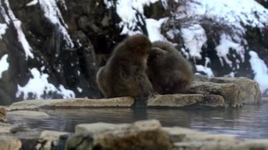 Kar maymunu Japon kırmızı suratlı maymun sıcak baharda pire ve kene kontrolü yapıyor. Macaca fuscata, Nagano Dağı 'nın doğal bitlerini arıyor. Doğada hayvan bakımı - Dan