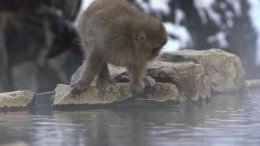 Kar maymunu Japon kırmızı surat portresi sis ve karla besleniyor. Macaca fuscata, Nagano 'nun doğal onsen kaplıcalarında yer. Doğa habitatındaki hayvan, Hokkaido, Japonya.