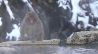Kar maymunu Japon kırmızı surat portresi soğuk suda sis ve karla birlikte. Nagano 'nun doğal onsen kaplıcalarında Macaca fuscata. Doğa habitatı, Hokkaido, Japonya-Dan