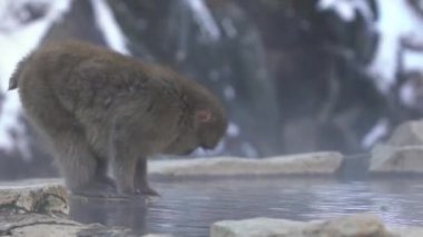 Japon kar maymunu makağı kış mevsiminde Jigokudani Parkı 'nın sıcak su birikintisinin yanında soğuğu önler, Yamanouchi, Nagano, Japonya. Vahşi yaşamı görmek için ünlü bir yer.