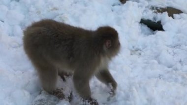 Japon kar maymunu maymunu kış mevsiminde Jigokudani Park 'ta, Nagano, Japonya' da. Vahşi hayvanlar soğuk kar ve buzla kaplı doğada zor zamanlar geçiriyorlar. Vahşi yaşamı görmek için ünlü bir yer.