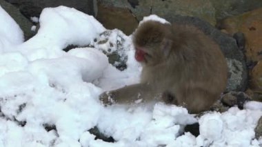 Jigokudani Maymun Parkı ziyaretçilere vahşi Japon kar maymunlarının vahşi yaşamı yediğini görme deneyimi sunuyor. Makakların kış mevsiminde yediği karlı dağ.