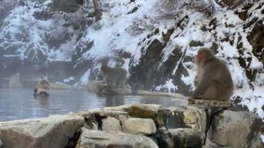 Japon kar maymunu kışın açık havada banyo yapar ve kaplıcalarda dinlenir. Jigokudan Park, Nakano, Japonya 'da bulunan sıcak bir havuza giren vahşi bir maymun. - Dan.