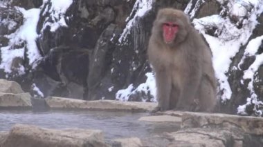 Jigokudani Maymun Parkı ziyaretçilere doğal bir kaplıcada Japon kar maymunlarının yıkandığını görme deneyimi sunuyor. Makakların kışın toplandığı insan yapımı ılık su havuzu.