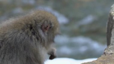 Makakların kış mevsiminde dağda ağır çekimde yemek yemesi. Jigokudani Maymun Parkı ziyaretçilere vahşi Japon kar maymunlarının vahşi yaşamı yediğini görme deneyimi sunuyor. - Dan.