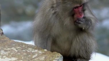 Japon kar maymunu kış mevsiminde kaya dağlarında tohum yiyor. Jigokudan Park, Nakano, Japonya 'da bulunan vahşi bir macaque. Macaca fuscata soğuk iklimde yer-Dan