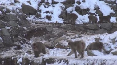 Japon kar maymunu kış mevsiminde karlı dağda. Jigokudan Park, Nakano, Japonya 'da bulunan vahşi bir macaque. Soğuk iklimde Macaca fuscata