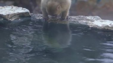 Jigokudani Maymun Parkı 'nın yavaş çekimleri ziyaretçilere, Japon kar maymunlarının doğal kaplıcalarda yıkandığını görme deneyimini sunuyor. Makakların kışın toplandığı sıcak su havuzu.