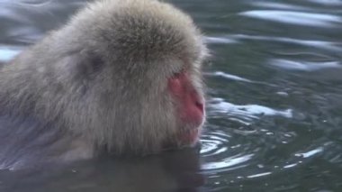 Japon kar maymunu yavaş çekimde kışın açık havada banyo yapar ve kaplıcalarda dinlenir. Jigokudan Park, Nakano, Japonya 'da bulunan sıcak bir havuza giren vahşi bir maymun. - Dan.