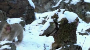 Zor zamanlarda soğuk karda buzla birlikte vahşi maymunun yavaş hareket etmesi. Nagano 'nun doğa dağındaki kar maymunu. Japonya 'dan Macaca fuscata