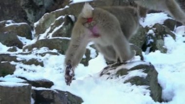 Japonya 'nın Jigokudani Parkı' nda Japon kar maymunu yavaş çekim yapıyor. Vahşi hayvanlar soğuk kar ve buzla kaplı doğada zor zamanlar geçiriyorlar. Vahşi yaşamı görmek için ünlü bir yer.