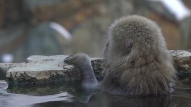 Japon kar maymunu yavaş çekimde kışın açık havada banyo yapar ve kaplıcalarda dinlenir. Jigokudan Park, Nakano, Japonya 'da bulunan sıcak bir havuza giren vahşi bir maymun. - Dan.