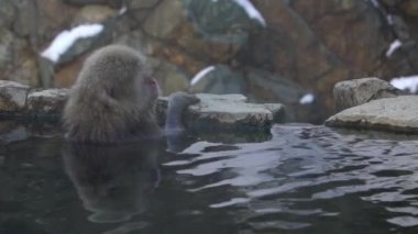 Kaplıcaya giren vahşi bir maymunun yavaş hareketi. Kar maymunu Japonya 'da banyo yapıyor ve dinleniyor. Macaca fuscata vücudun sıcak ve uykulu olduğunu hissediyor. Sıcak bir havuza giren vahşi bir maymun.