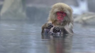 Japon kar maymunu yavaş çekimde kışın açık havada banyo yapar ve kaplıcalarda dinlenir. Jigokudan Park, Nakano, Japonya 'da bulunan sıcak bir havuza giren vahşi bir maymun. - Dan.