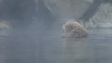Kaplıcaya giren vahşi bir maymunun yavaş hareketi. Kar maymunu Japonya 'da banyo yapıyor ve dinleniyor. Macaca fuscata vücudun sıcak ve uykulu olduğunu hissediyor. Sıcak bir havuza giren vahşi bir maymun.