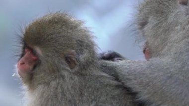 Japon kar maymunu kış mevsiminde karlı dağın kaplıcalarında yavaş yavaş tımar ediliyor. Japonya 'nın Jigokudan Parkı' ndaki doğal yaşam alanında vahşi bir macaque. Macaca fuscata bit arıyor.