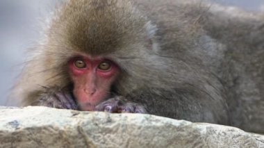Kar maymunu Japon makağı kırmızı portreyi yavaş çekimde kayanın üzerinde yiyor. Macaca fuscata Nagano 'nun doğal bir dağında yemek yer. Doğa habitatındaki hayvan, Hokkaido, Japonya.