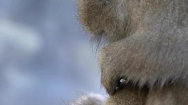 Sıcak baharda kış mevsiminde vahşi maymunun yavaş yavaş tımar edilişi. Kar maymunu Nagano 'nun doğal bitlerini arıyor. Macaca fuscata Japonya 'da pire ve kene kontrolü yapıyor.