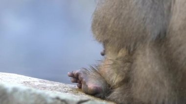 Yavaş çekim kar maymunu kışın sıcak baharda pireleri ve keneleri kontrol eden kırmızı yüzlü Japon makağı. Macaca fuscata bir zamanlar Japonya dağlarında bit arıyor. Doğada hayvan bakımı - Dan