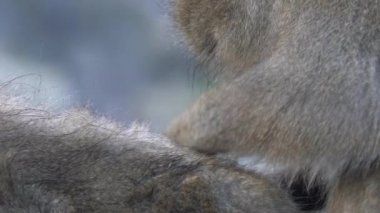 Japon kar maymunu maymunu kışın Nagano, Japonya 'daki Jigokudani Parkı' nda bit arıyor. Yabani hayvanlar pireleri ve keneleri kontrol ediyor. Vahşi yaşamı görmek için ünlü bir yer.