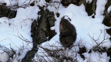 Japon kar maymunu maymunu Japon kış mevsiminde Jigokudani Park 'ta yemek yer. Vahşi hayvanlar soğuk kar ve buzla kaplı doğada zor zamanlar geçiriyorlar. Vahşi yaşamı görmek için ünlü bir yer.