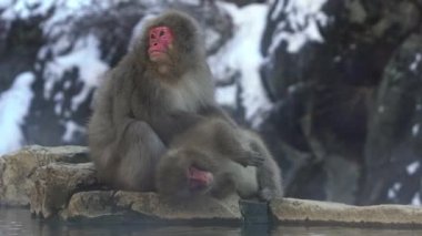 Yavaş çekim kar maymunu kışın sıcak baharda pireleri ve keneleri kontrol eden kırmızı yüzlü Japon makağı. Macaca fuscata bir zamanlar Japonya dağlarında bit arıyor. Doğada hayvan bakımı - Dan